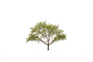 Single Tree Isolated on White Background