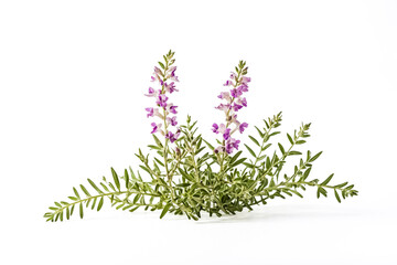 Naklejka premium Blooming Purple Flowers on Green Stems