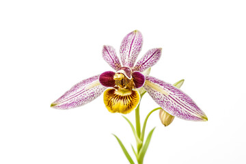 Fototapeta premium Close-Up of a Purple and Yellow Orchid Flower