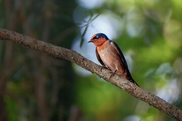 Pacific swallow