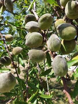 Almond tree with fruits in close-up