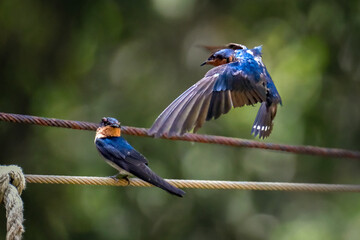Pacific swallow