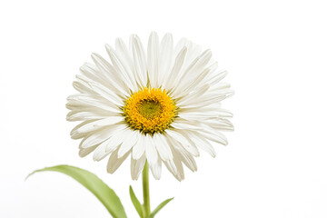 White Daisy Flower with Yellow Center Isolated on White Background