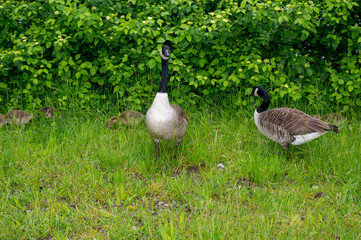 Wild Goose  with chicks  on the meadow