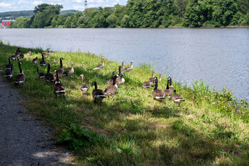 Some geese in nature on the river bank