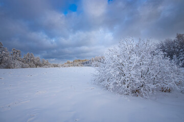 A snowy field with a tree covered in snow