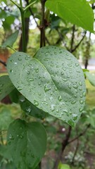 water drops on a leaf