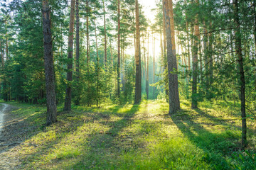 Obraz premium Sunlight streams through the dense canopy of a pine forest, illuminating the forest floor with long shadows and casting a warm glow on the lush green undergrowth.
