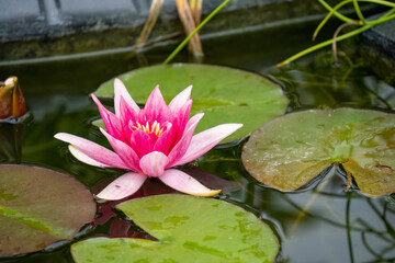 close-up of a pink red Water Lily 'Charles de Meurville' Nymphaea