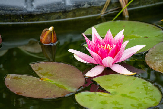 close-up of a pink red Water Lily 'Charles de Meurville' Nymphaea