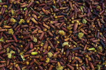 Dried cloves, traditional food spice