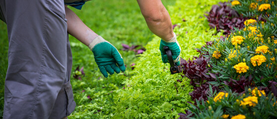 A gardener, wearing gloves, carefully trims a row of vibrant marigolds in a lush garden, adding a...