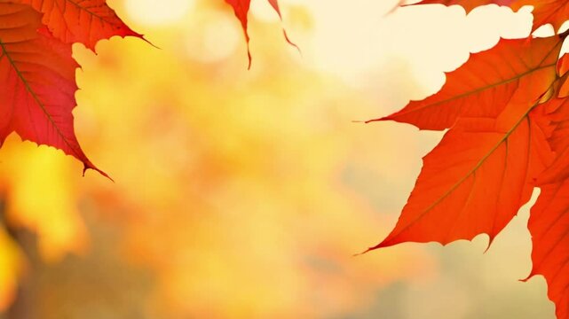 Autumn background with frame of maple leaves. Beautiful autumn landscape with yellow and orange tones an sunlight. Colorful foliage in the park. Falling leaves natural background Copy space 4k video