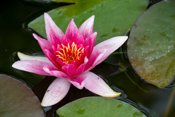 close-up of a pink red Water Lily 'Charles de Meurville' Nymphaea