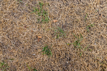 Dry Lawn with Patchy Green Spots