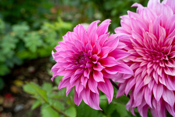 Fototapeta premium beautiful pink purple garden dahlia pinnata in full summer bloom 