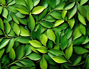 Obraz premium Fresh Green Leaf with Water Droplet on Dark Background - Nature Photography