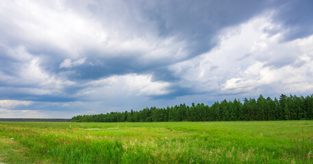 A field of grass with a cloudy sky in the background