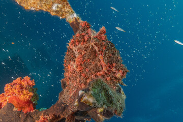 Frogfish swim in the Red Sea, colorful fish, Eilat Israel
