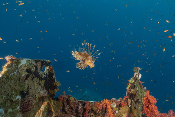 Lionfish in the Red Sea colorful fish, Eilat Israel

