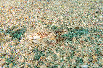 Fish swimming in the Red Sea, colorful fish, Eilat Israel
