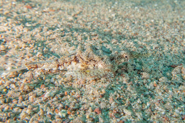 Fish swimming in the Red Sea, colorful fish, Eilat Israel
