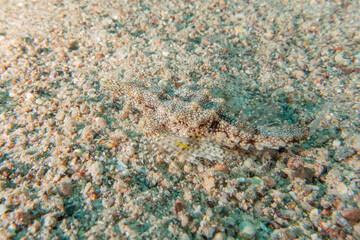 Fish swimming in the Red Sea, colorful fish, Eilat Israel
