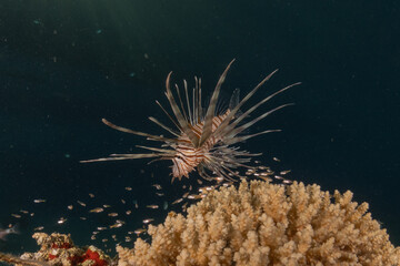 Lionfish in the Red Sea colorful fish, Eilat Israel
