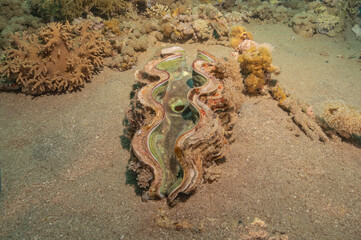 Giant Clam in the Red Sea Colorful and beautiful, Eilat Israel
