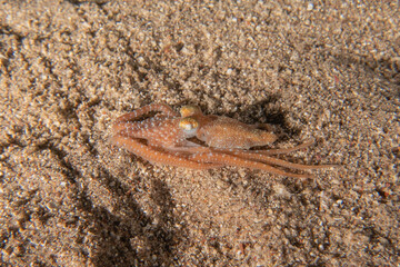 Octopus king of camouflage in the Red Sea, Eilat Israel 
