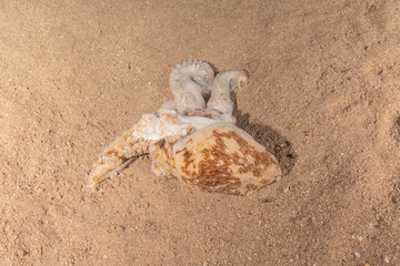 Octopus king of camouflage in the Red Sea, Eilat Israel 

