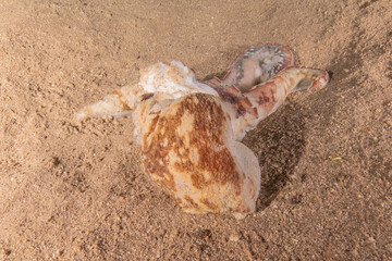 Octopus king of camouflage in the Red Sea, Eilat Israel 
