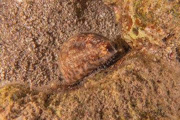 Conus textile On the seabed in the Red Sea, Eilat Israel