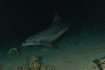 Fototapeta premium Dolphin swimming in the Red Sea, Eilat Israel 