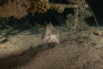 Fish swimming in the Red Sea, colorful fish, Eilat Israel
