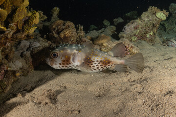 Fish swimming in the Red Sea, colorful fish, Eilat Israel
