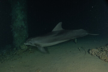 Fototapeta premium Dolphin swimming in the Red Sea, Eilat Israel 