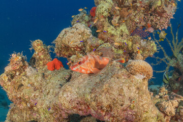 Fish swimming in the Red Sea, colorful fish, Eilat Israel
