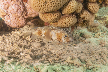 Fish swimming in the Red Sea, colorful fish, Eilat Israel

