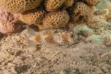 Obraz premium Fish swimming in the Red Sea, colorful fish, Eilat Israel 