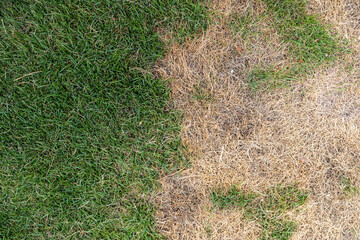 Green and Brown Lawn Patch