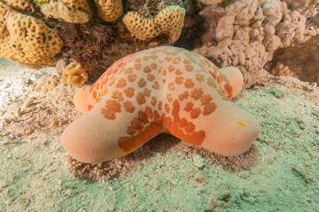 Starfish On the seabed in the Red Sea, Eilat Israel
