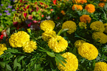 Landscape design with yellow flowers, flower arrangement, yellow flowers in the summer garden.