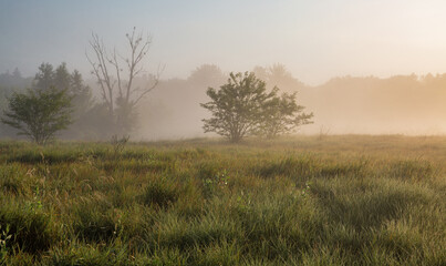 Fototapeta premium Summer early morning landscape with haze over river.