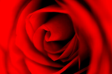 Defocused blurred red rose slose up macro with petals curves as background