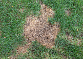 Green grass with dry patches