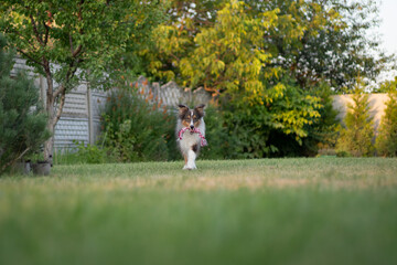 Cute tricolor sheltie dog is playing on the green grass outside. Shetland sheepdog carries a rope...