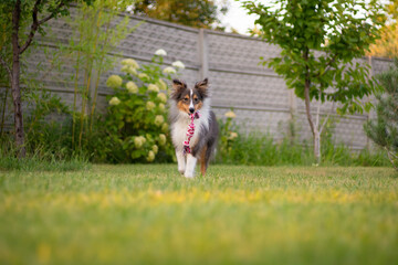 Cute tricolor sheltie dog is playing on the green grass outside. Shetland sheepdog carries a rope...
