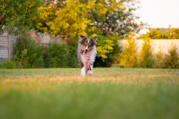 Fototapeta premium Cute tricolor sheltie dog is playing on the green grass outside. Shetland sheepdog carries a rope toy in its mouth