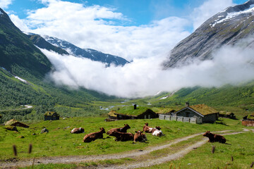 A herd of cows graze peacefully in a valley surrounded by majestic mountains and a layer of...